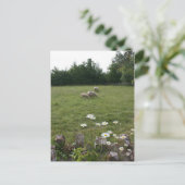 子羊デイジー ポストカード (スタンド正面)