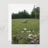 子羊デイジー ポストカード (正面/裏面)