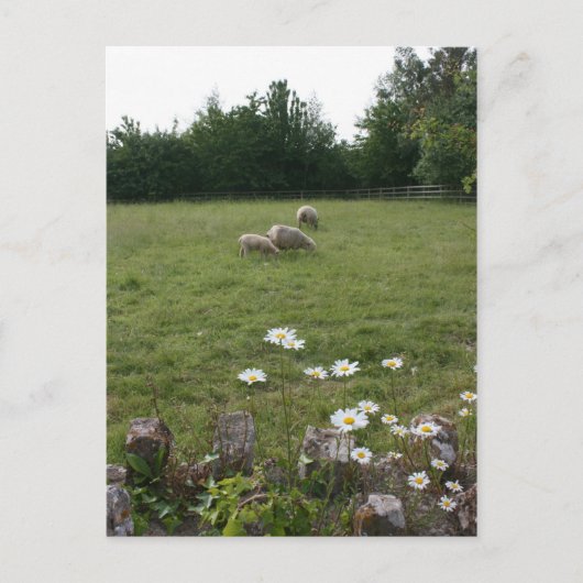 子羊デイジー ポストカード (正面)
