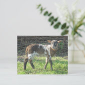 子羊2012: SusannaDuffy ポストカード (スタンド正面)