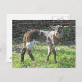 子羊2012: SusannaDuffy ポストカード (正面/裏面)