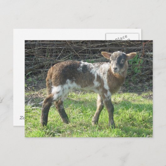 子羊2012: SusannaDuffy ポストカード (正面/裏面)