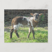 子羊2012: SusannaDuffy ポストカード (正面)