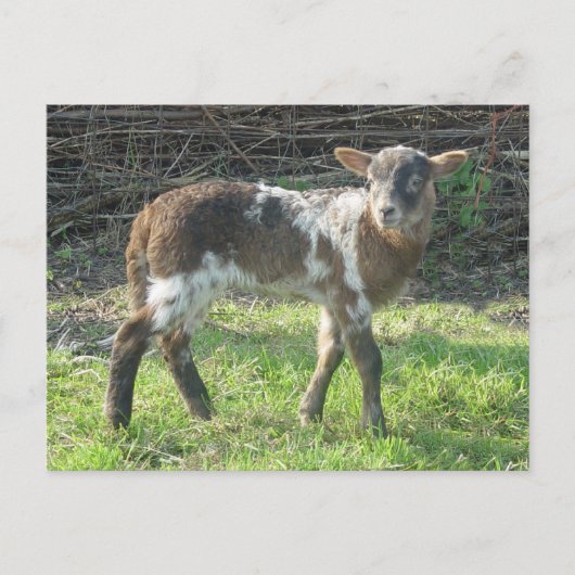 子羊2012: SusannaDuffy ポストカード (正面)