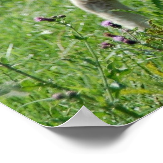 子羊 ポスター (角)