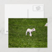 子羊 ポストカード (正面/裏面)