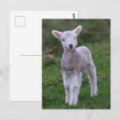 子羊 赤ちゃん羊 農場の動物 ポストカード (正面/裏面)