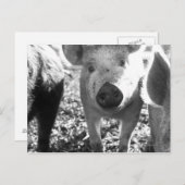 子豚の接頭 ポストカード (正面/裏面)