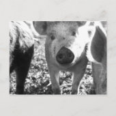 子豚の接頭 ポストカード (正面)