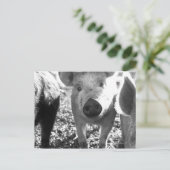 子豚の接頭 ポストカード (スタンド正面)