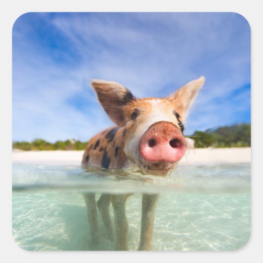 子豚 スクエアシール (正面)