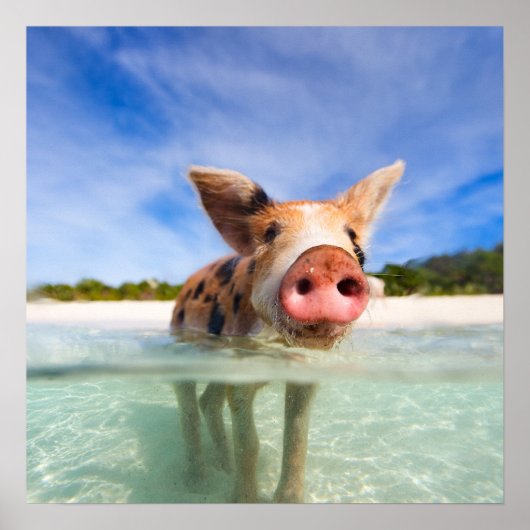 子豚 ポスター (正面)