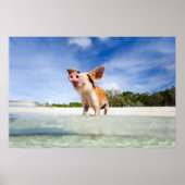 子豚 ポスター (正面)