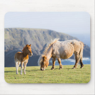 子馬と母馬、シェトランド諸島、スコットランド マウスパッド