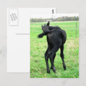 子馬のかゆみバンム ポストカード (正面/裏面)