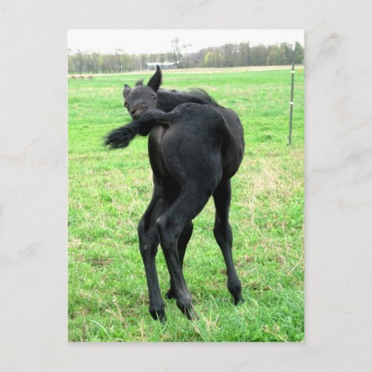 子馬のかゆみバンム ポストカード (正面)