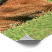 子馬の休息の芝生プリント ポスター (角)