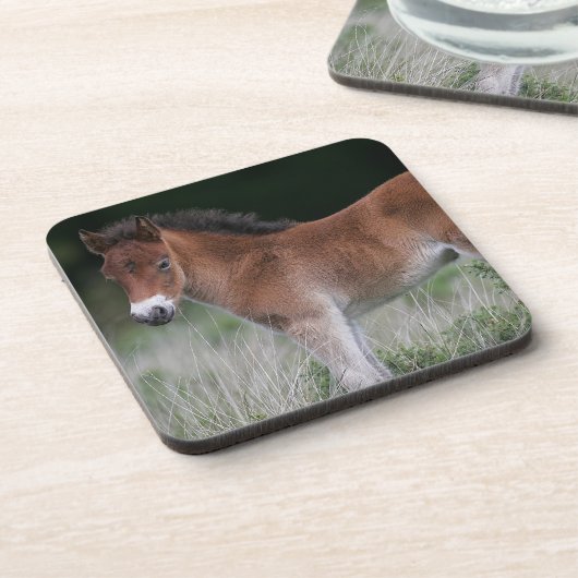 子馬の地位 コースター (左側)