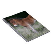 子馬の地位 ノートブック (右側)