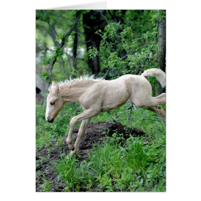 子馬の跳躍 (正面)