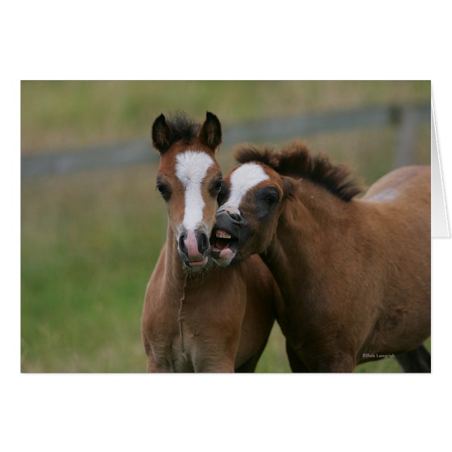 子馬の遊ぶこと (正面横)