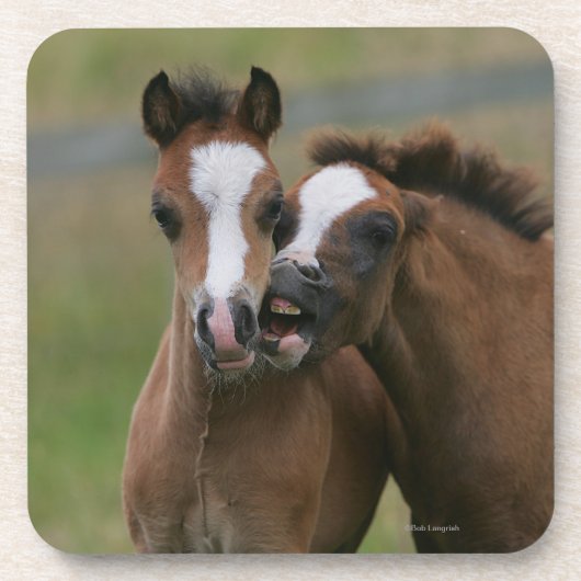 子馬の遊ぶこと コースター (正面)