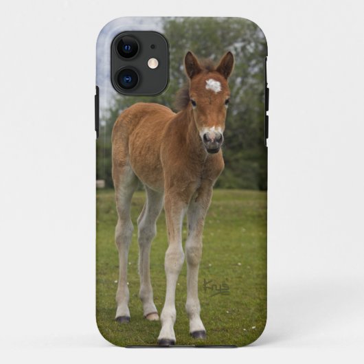 子馬のiPhone 5 カバー (裏面)