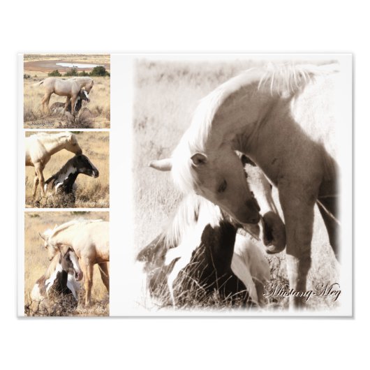 子馬は子馬になる – Mustang Collage フォトプリント (正面)