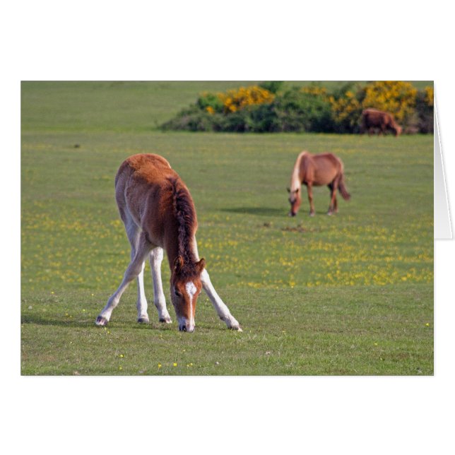 子馬カード (正面横)