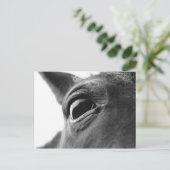 子馬1の目 ポストカード (スタンド正面)