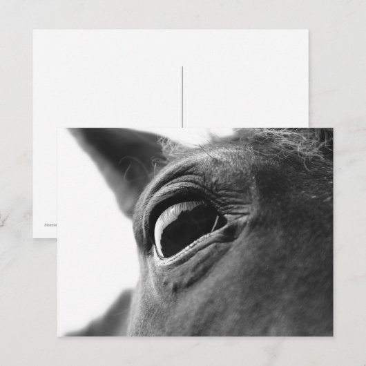 子馬1の目 ポストカード (正面/裏面)