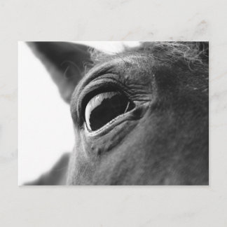 子馬1の目 ポストカード