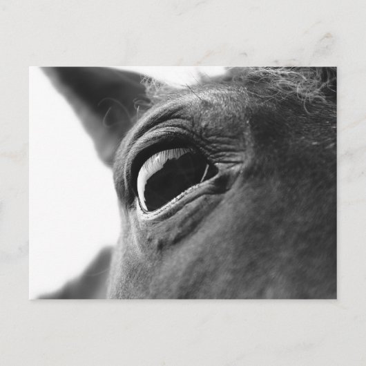 子馬1の目 ポストカード (正面)