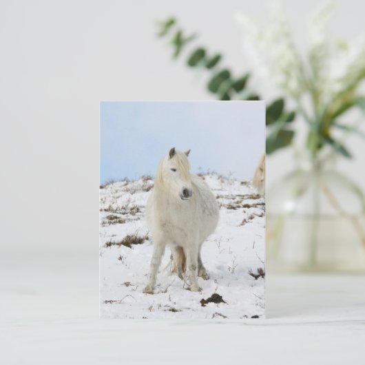 子馬 ポストカード (スタンド正面)