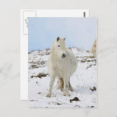 子馬 ポストカード (正面/裏面)