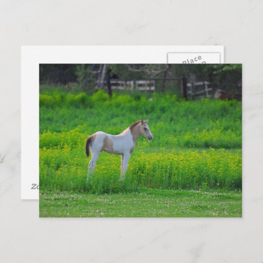子馬 ポストカード (正面/裏面)