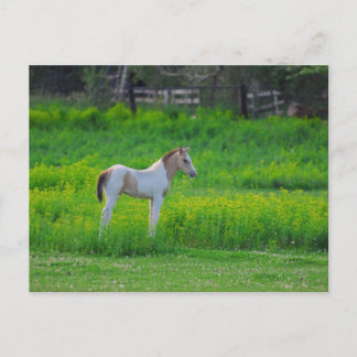 子馬 ポストカード