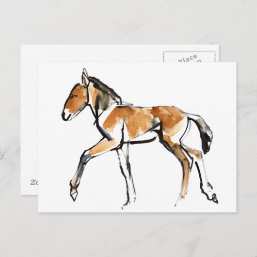 子馬 ポストカード (正面/裏面)