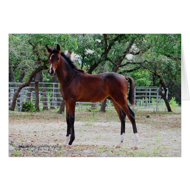 子馬、glorydaysphotography (正面横)