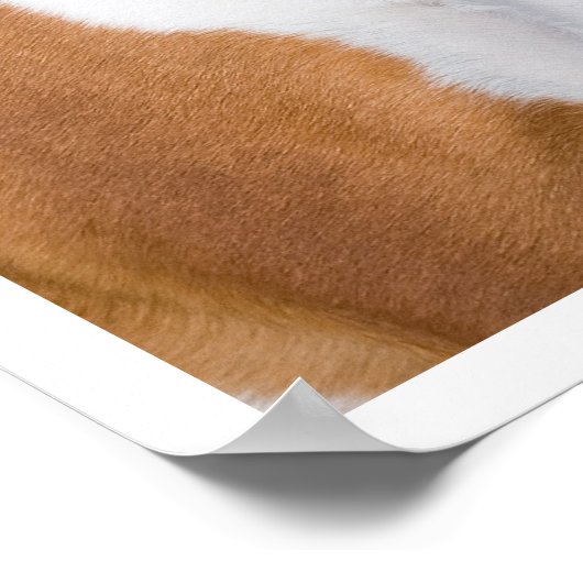 子鹿と白のボクサー犬が立つ ポスター (角)