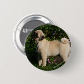 子鹿のパグのプロフィール 缶バッジ (正面&裏面)