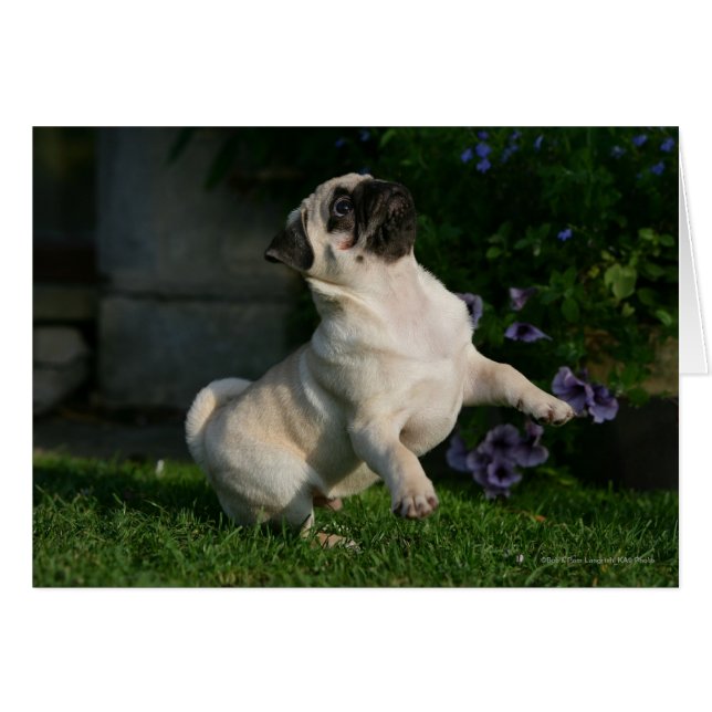 子鹿のパグの子犬 (正面横)