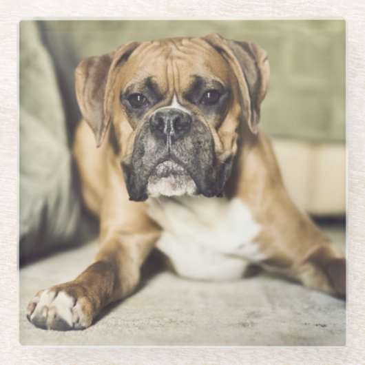 子鹿のボクサーの子犬 ガラスコースター (正面)