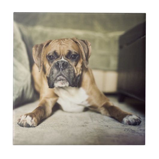 子鹿のボクサーの子犬 タイル (正面)