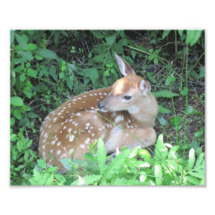 子鹿の写真のプリント フォトプリント