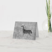 子鹿の熟視 カード (正面)