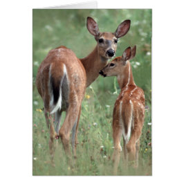 子鹿を持つ白後につかれたシカ