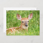 子鹿ポートレート ポストカード (正面/裏面)