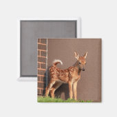 子鹿ポートレート マグネット (正面/裏面)