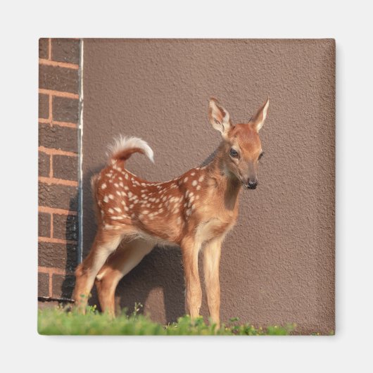 子鹿ポートレート マグネット (正面)